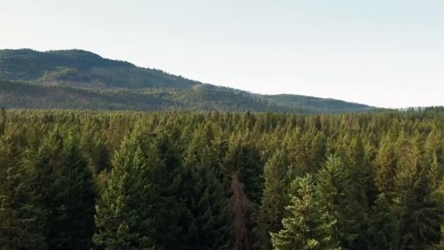 music sleep relax rain, meditation and stress management overlooking the green forest. смотреть онлайн