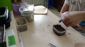 Энотера многолетний цветок .Посадка семенами 7.03.23г.,Проклюнулась 9.03.23г.