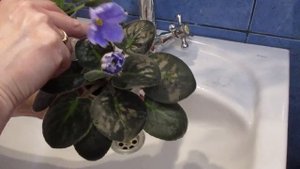 Как помыть фиалку.Купание фиалки.