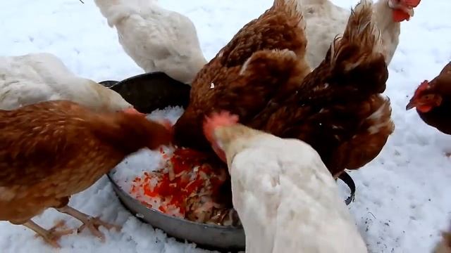 Чем кормить кур - кормлю красной икрой.