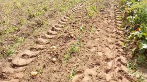 Грохотная копалка на т25. Испытания удались!