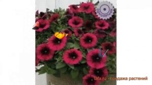 Петуния ампельная Шок Вейв Дип Парпл ? обзор: как сажать, семена петунии Шок Вейв Дип Парпл