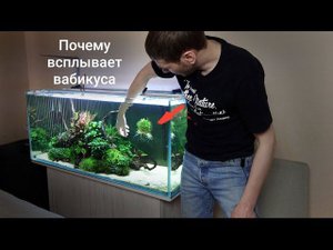 Почему всплывает вабикуса/Посадка растений новый способ