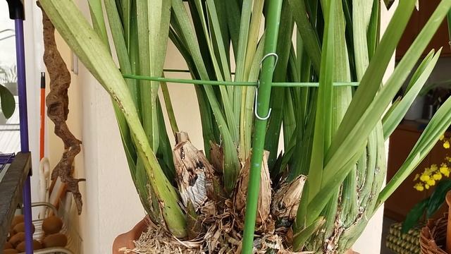 Цимбидиум.Цикл3. После цветения,удобрение. Почему не пахнут цветы у ароматных орхидей. смотреть онлайн