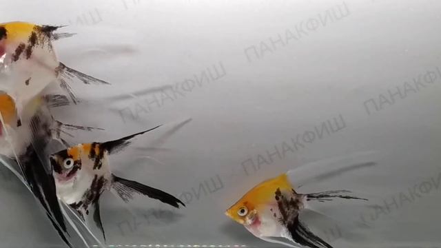 Скалярия кои вуалевая (Pterophyllum scalare)