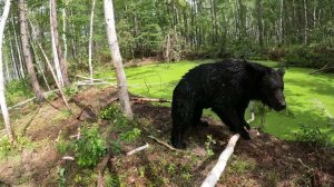 Смешной Буржуй. Медведь.