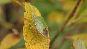 От яйца до взрослого клопа. Развитие клопов