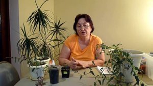 Бегония ампельная Боливийская черенкование.