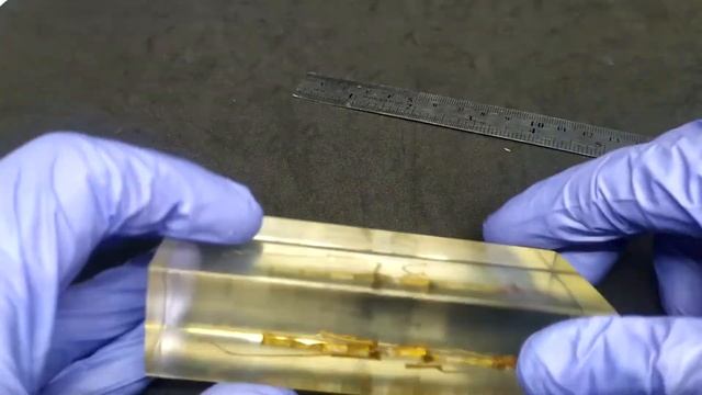 Paperweight beetle stick insect in resin - a specimen of a real insect. Пресс-папье жук палочник смотреть онлайн