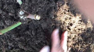 Сад в ноябре, посадка роз и окучивание розария!