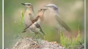 Каменка *** Пение каменки *** Пение птиц