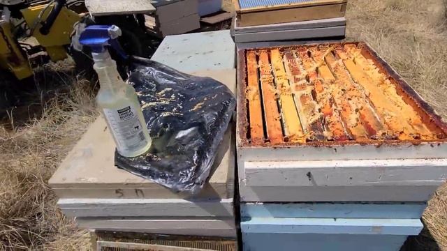 28 июля новое место в королевской долине обработка от варро и что показал тест смотреть онлайн