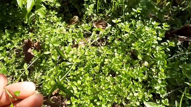 Объявим бой сорнякам ! смотреть онлайн