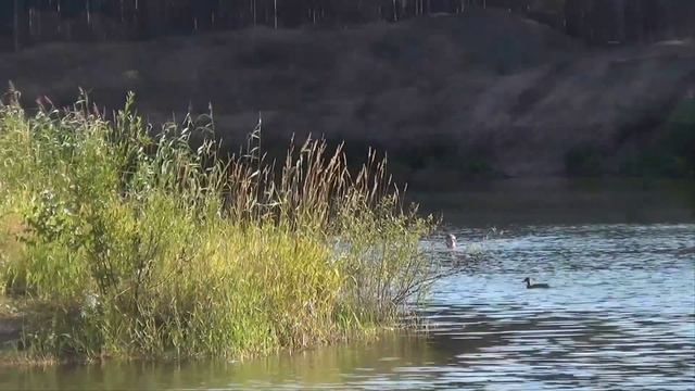 Карьерное озеро с прыгающими рыбами, Каннельярви Ленинградская область смотреть онлайн