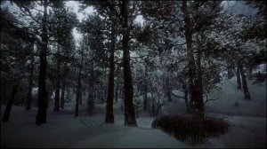 Зимний ночной лес с сильным и пронизывающим ветром принесёт умиротворение и сказочный сон