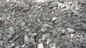 83 Приехал в горы найти камень танзанит