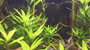 Фотосинтез аквариумных растений .Выделение кислорода !