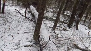С лайкой на куницу .Соня сильно пострадала !!