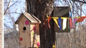 Шудон корка. Птичьи гнезда 08.04.2023