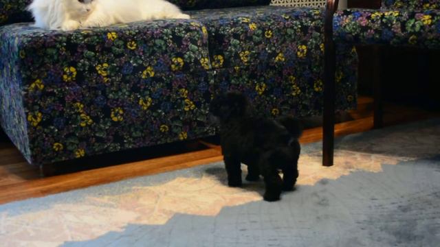 Leggero Danzatori U.. смотреть онлайн