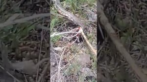 Мертвая змея  ГЮРЗА