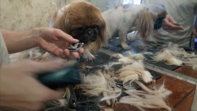 Канал "Я - Грумер". Стрижка пекинеса. Часть 2. Haircut pekingese смотреть онлайн