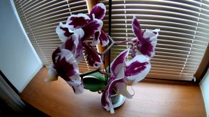 Орхидея — растение семейства орхидные. Цветение.