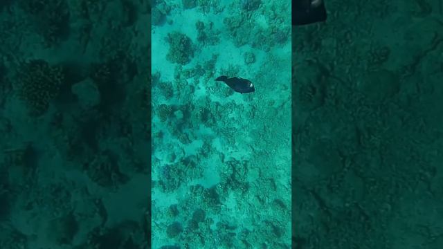 Time for diving. Бухта Sharks bay.Egypt. Red Sea. Египет. А теперь дайвинг. Шарм эль Шейх. Египет