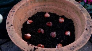 Посадка луковичных слоями. Метод лазаньи.