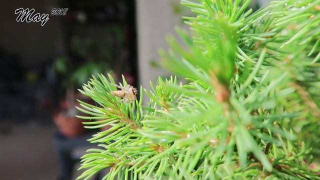 Dwarf Alberta Spruce (Picea glauca 'Conica') | Sr | Initial Branch Reduction смотреть онлайн