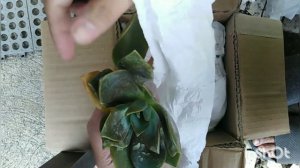 Unboxing Succulents from SHOPPEE | Good Buy ba?? #1