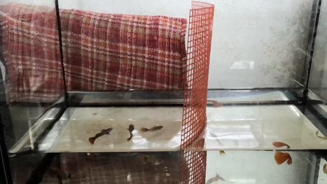 Гуппи на разводне смотреть онлайн