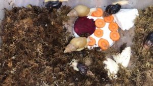 Плесень в контейнере |Грибок у улитки|Лечение грибка