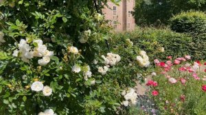 ECCO LA PRIMAVERA - FRANCESCO LANDINI