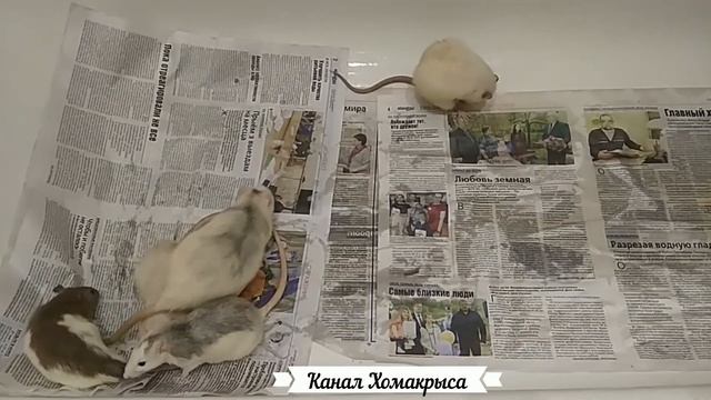 Крысы моются в ванной  Видео крыса моется  Домашние крысы моются  Декоративные крысы Видео с крысам