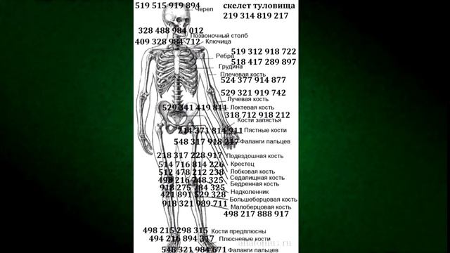 СКЕЛЕТ ТУЛОВИЩА 219 314 819 217 смотреть онлайн