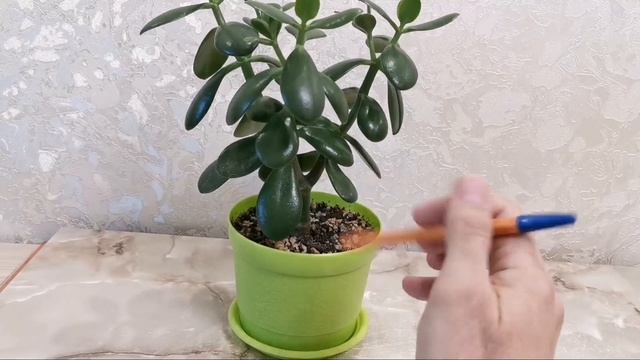 Денежное дерево (толстянка). Обзор денежных деревьев.