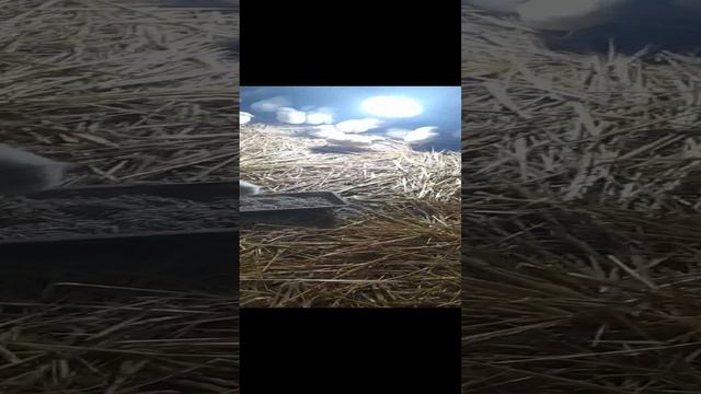 export_1321370456865041022.mp4