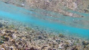 Наши приключения на Шри-Ланке. Хиккадува. Акулы.