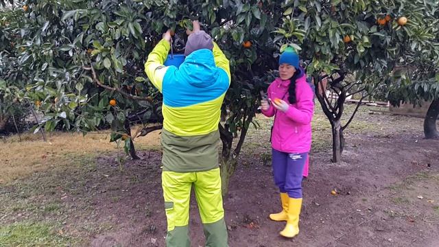 2016 12 05 Абхазские мандарины с дерева. Поселок Бзыбь. смотреть онлайн