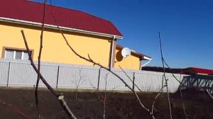 СЛИВА. Обрезка сливы.