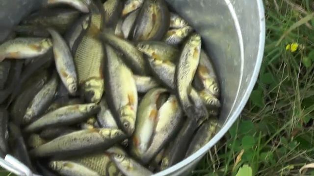 Утренняя рыбалка. Починить мордушку. 24. 08. 2018 смотреть онлайн