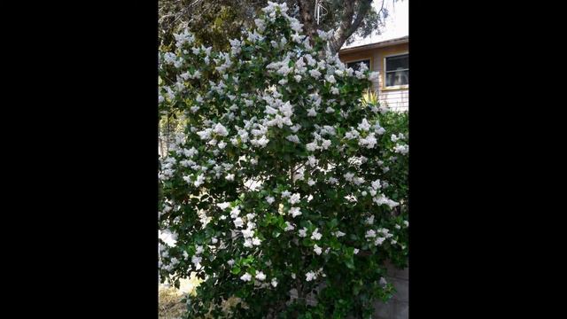 КРАСНОКОРЕННИК (CEANOTHUS) сем. Крушинных смотреть онлайн