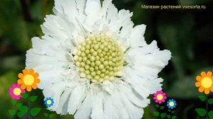 Скабиоза гибридная Белый Цветок. Краткий обзор, описание scabiosa columbaria barocca White Flower