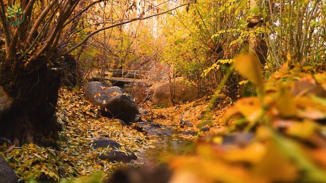Расслабляющая музыка снимает стресс, тревогу и депрессию 🌿 Успокаивающая музыка лечит разум смотреть онлайн