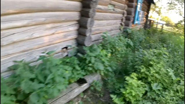 Наши помидоры.  #72