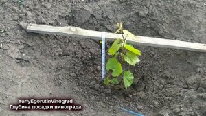 ? И не думайте сажать виноград, пока не решите этот вопрос. Глубина посадки для средних широт.