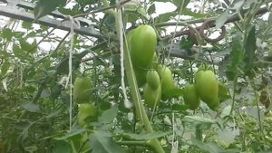 Обзор томатов Карнабель, Мечталин, Викуся.