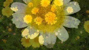 Хризантема увенчанная Chrysanthemum coronarium