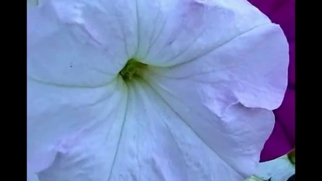 Двудольные смотреть онлайн